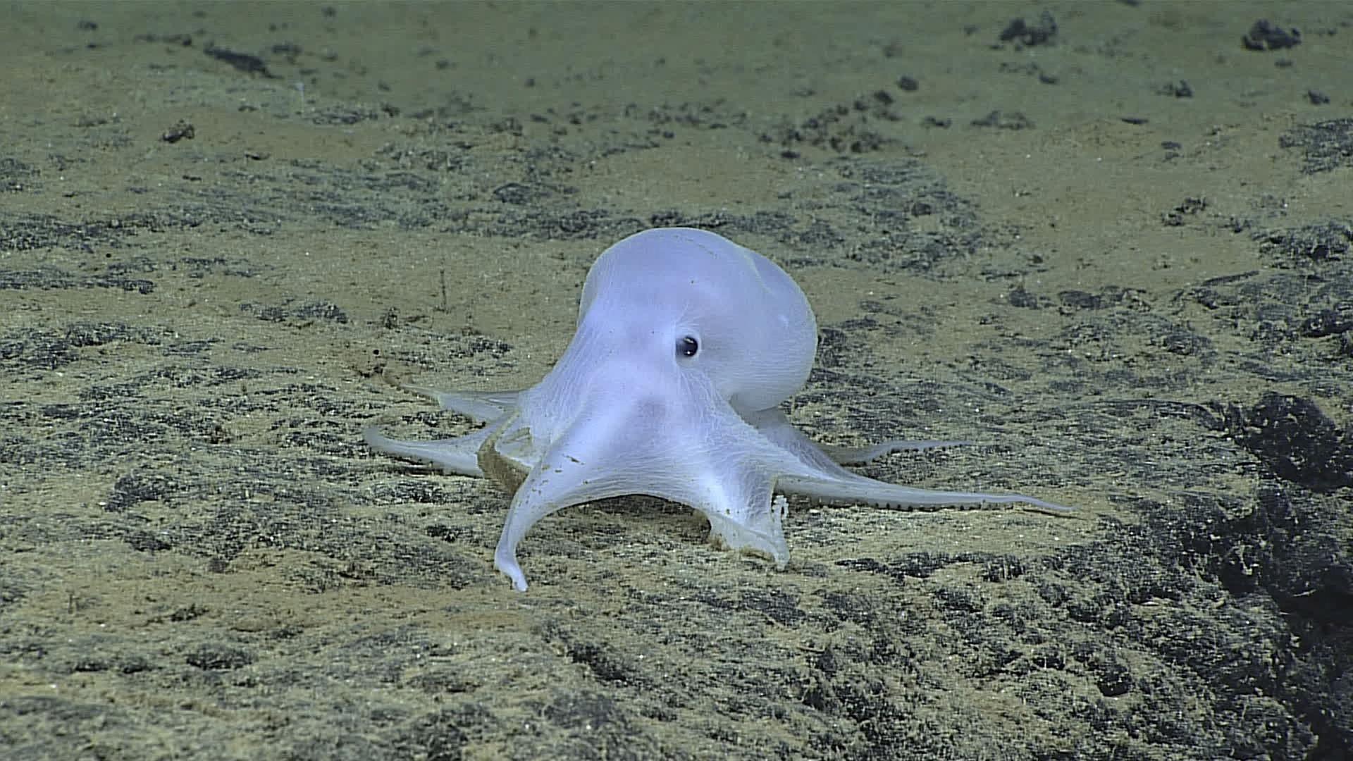 An incirrate octopod