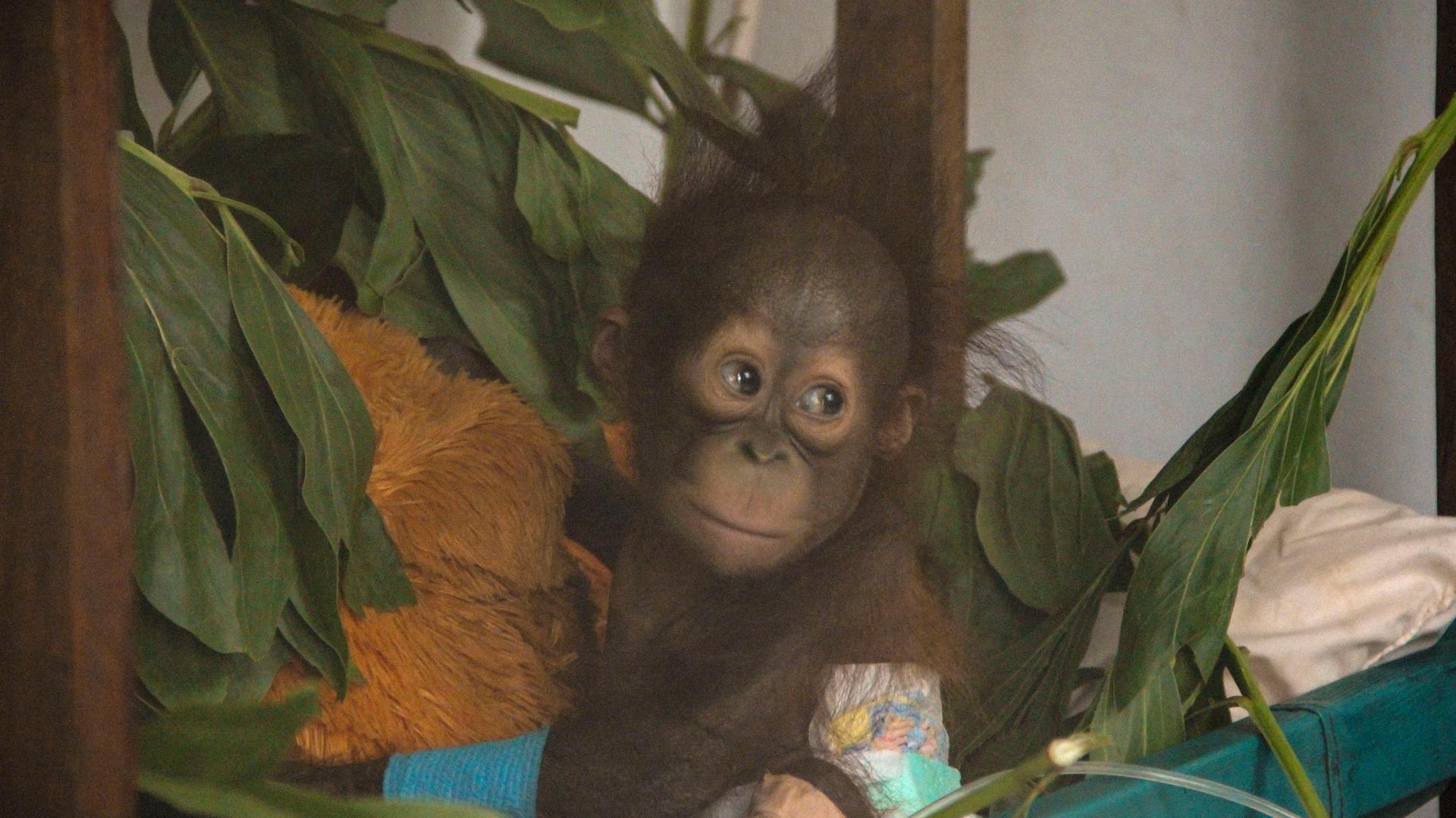 Baby orangutan 