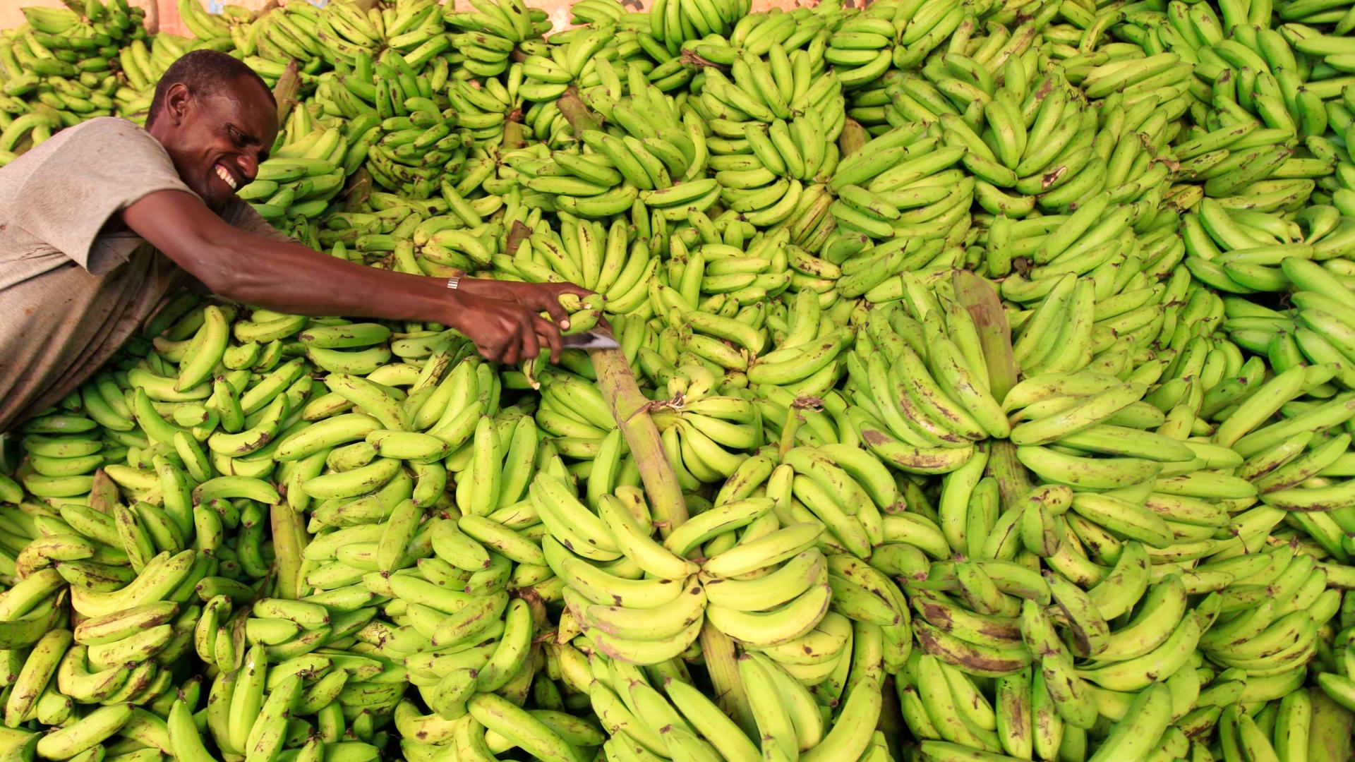 A vendor displays bananas at his stall in Somalia capital Mogadishu, July 8 2013.