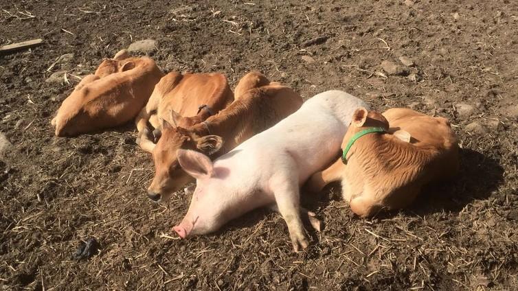 pigs and calves