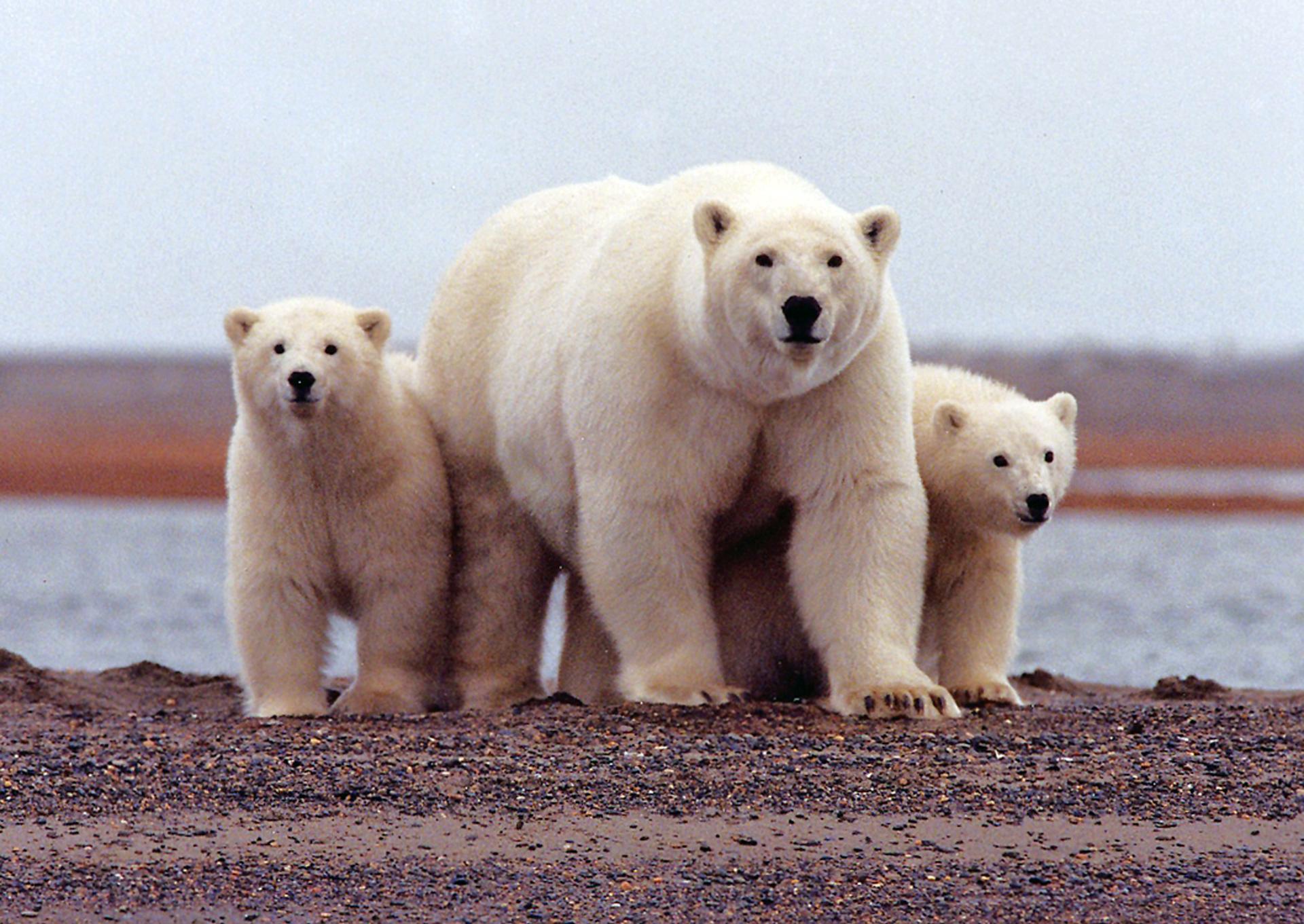 A polar bear keeps close to her young along the Beaufort Sea coast in Arctic National Wildlife Refuge, Alaska, March 6, 2007.