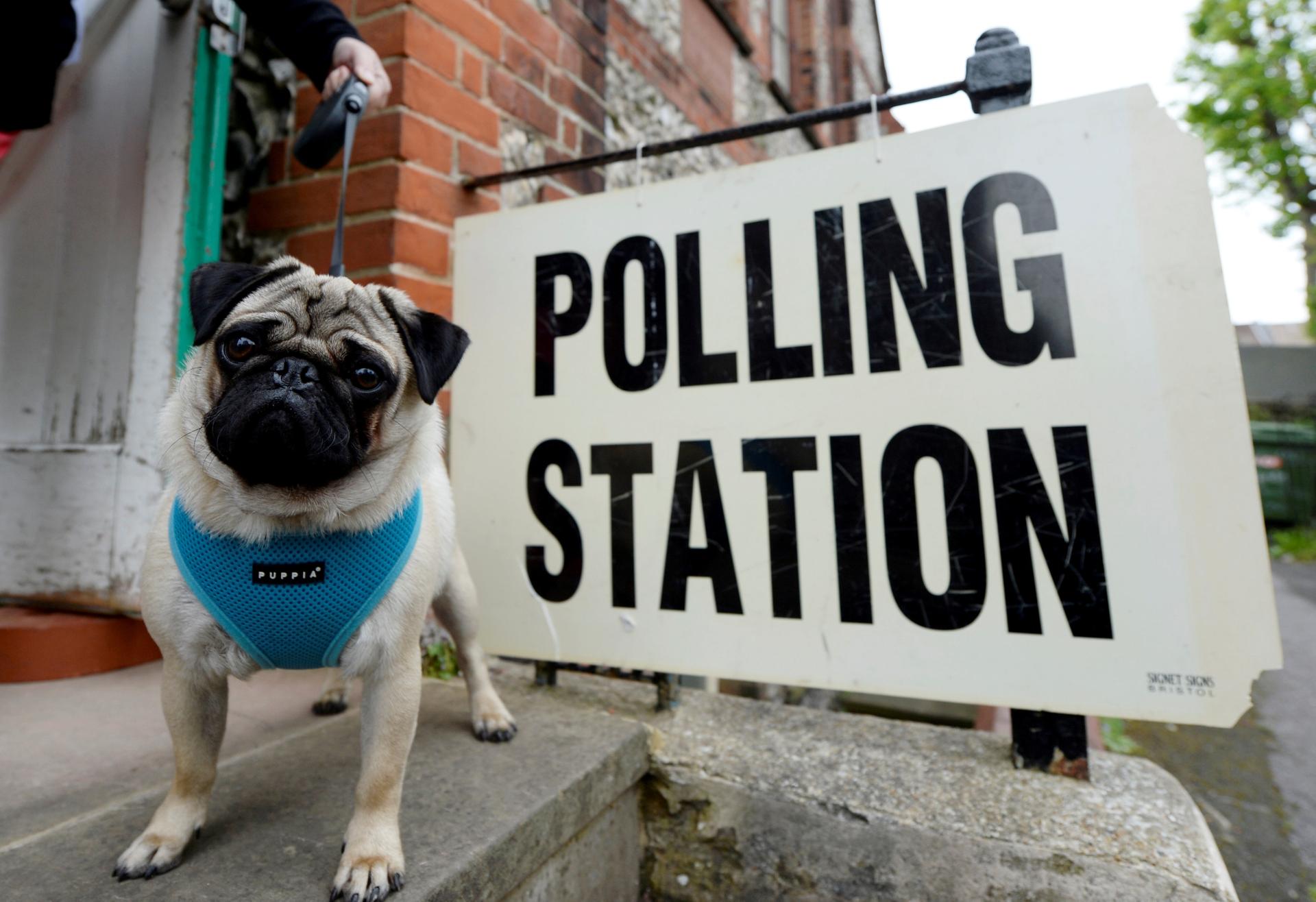 A voter arrives with a dog at a polling station in Brighton.