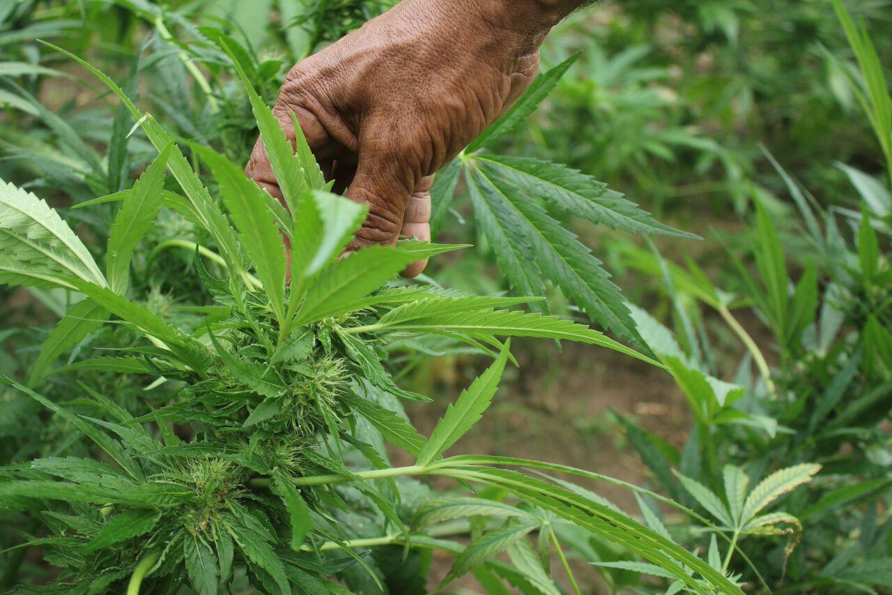 A marijuana farm in western Mexico.