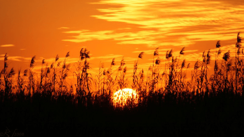 The silhouette of roseau cane during a sunset on the Louisiana coast. 