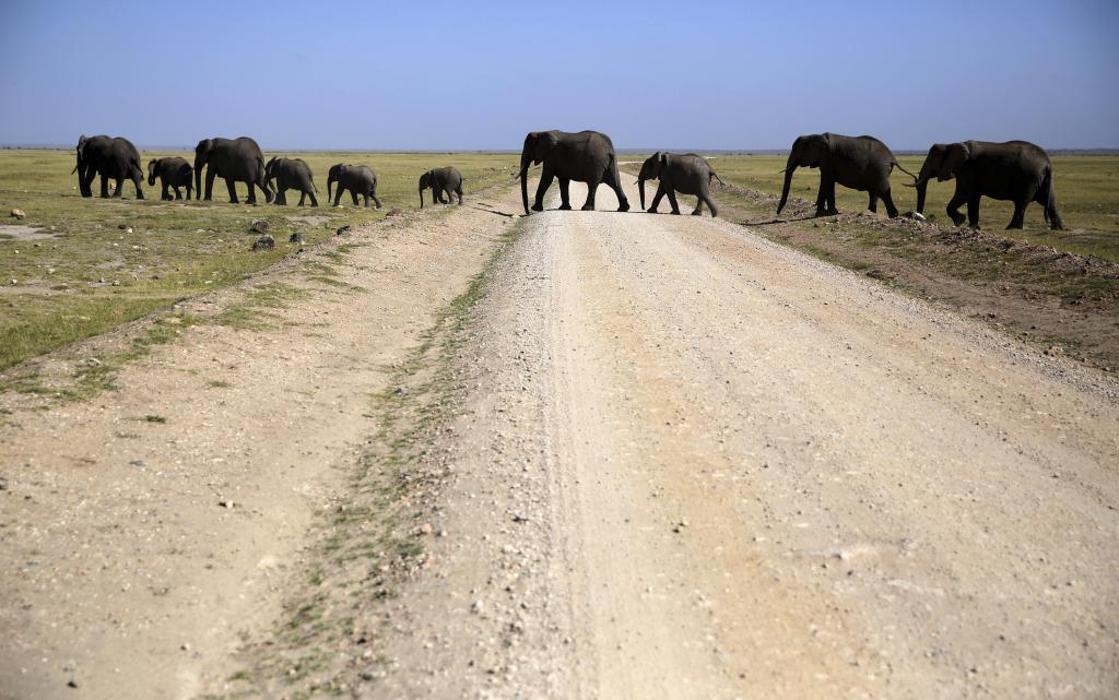 Elephants walk in Amboseli National Park, Kenya, January 26, 2015