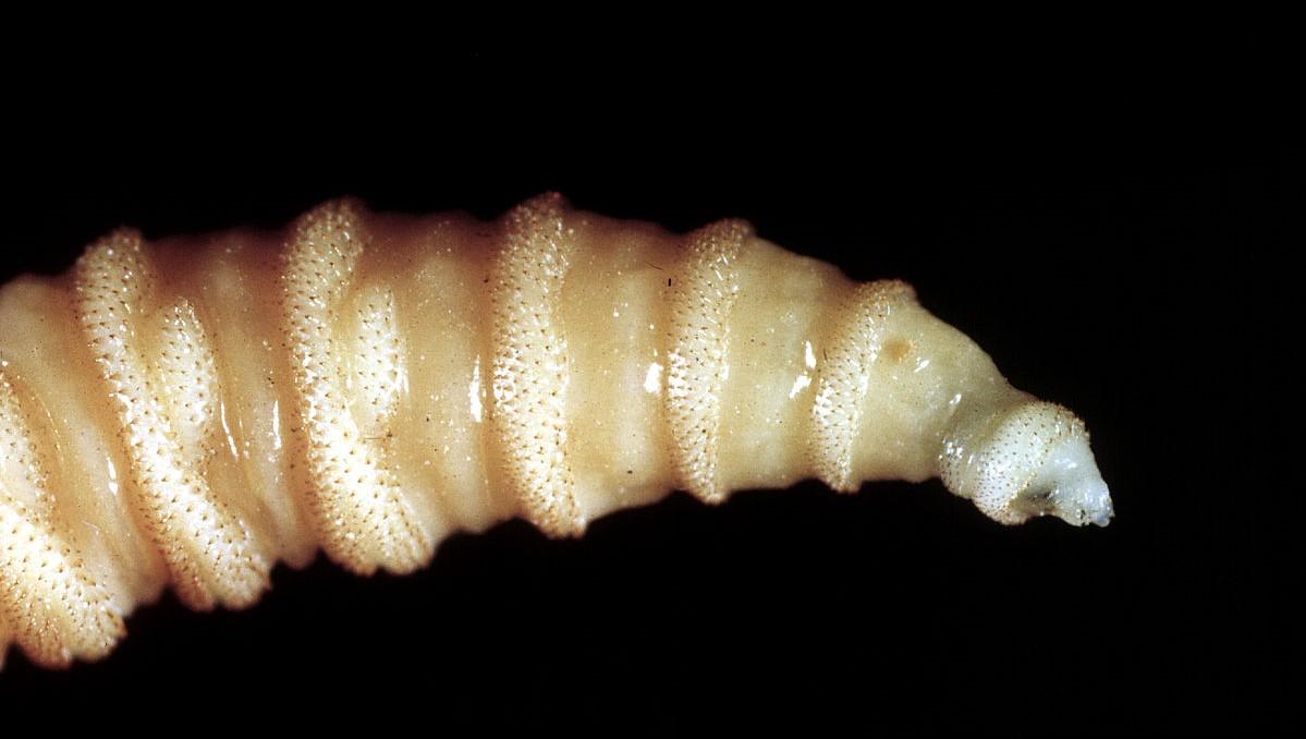 A screwworm fly larva. 