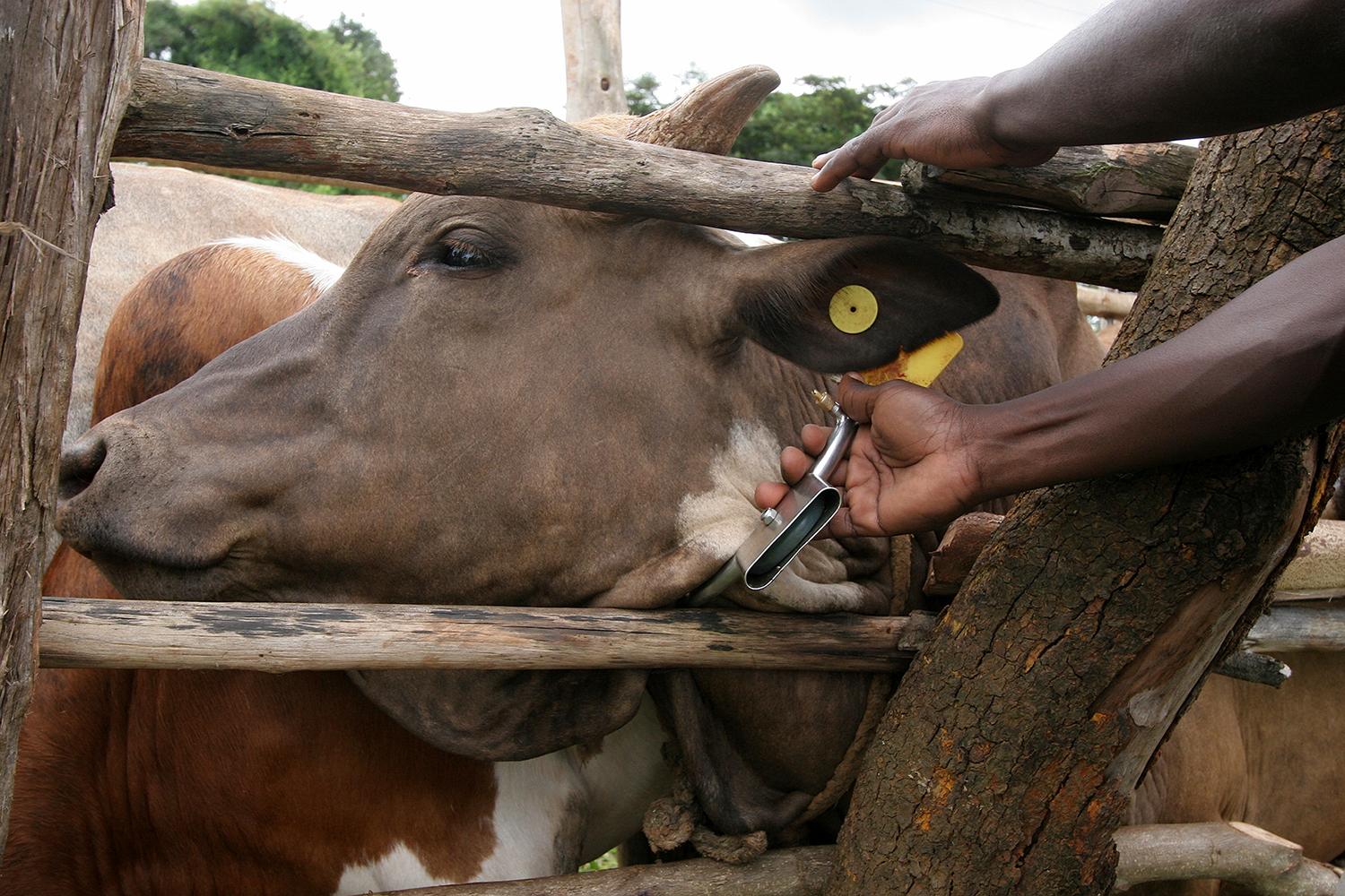The metal casing suspended from this cow's collar contains a chemical mixture that repels tstse flies.