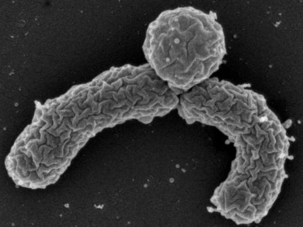 A newly discovered soil bacterium, Eleftheria terrae, is able to make teixobactin, a new antibiotic that can kill a range of disease-causing bacteria.