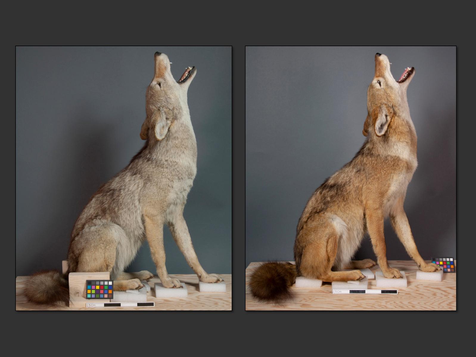 Coyote, before and after recoloring.