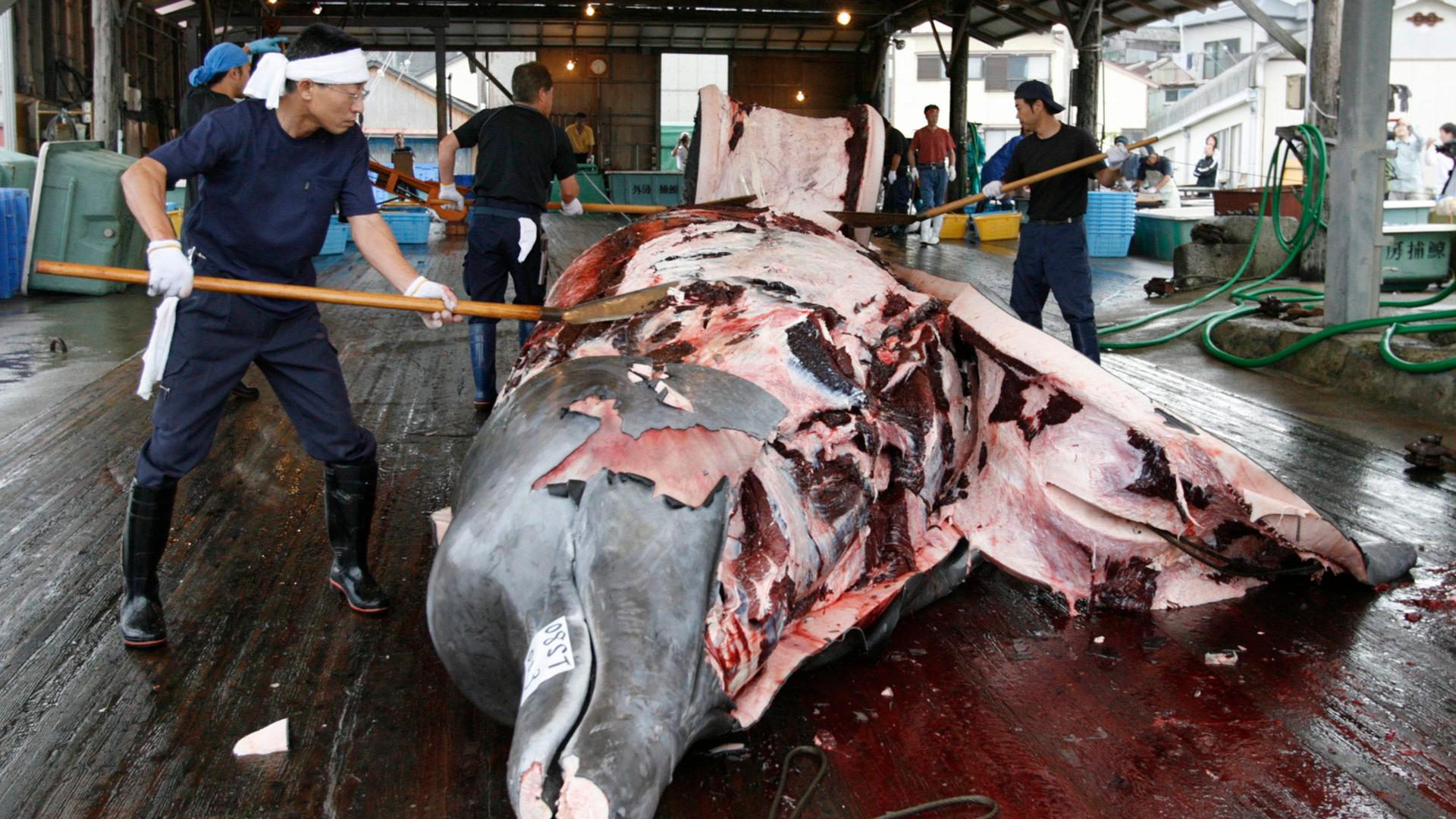 Workers butcher a Baird's Beaked whale at Wada port in Minamiboso, southeast of Tokyo. Today's order by a UN court now stops the practice in the southern ocean. 