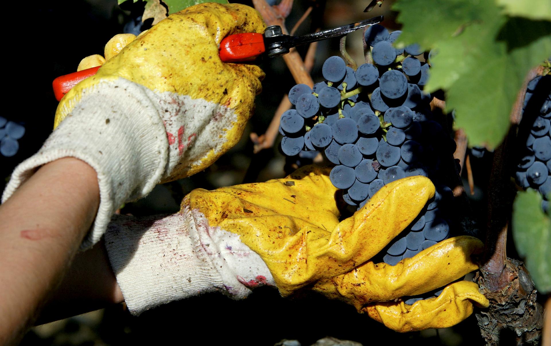 A grape-picker cuts a bunch of Sangiovese grapes