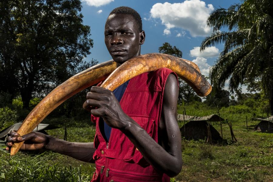 A Lord’s Resistance Army (LRA) fighter holds two ivory tusks. Ivory is a means of financing the LRA and is used for both food and weapon supplies. Near, Sudan, 17 November 2014.