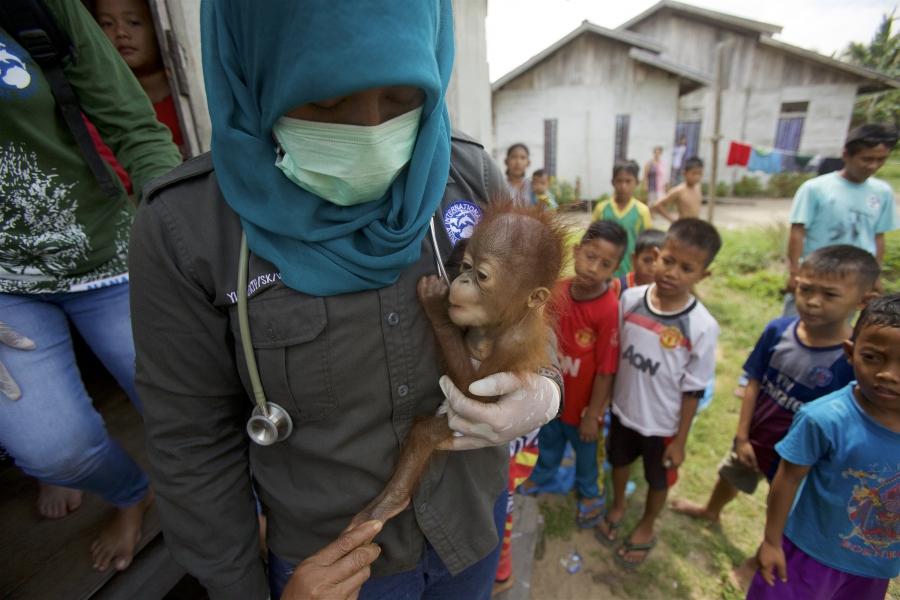 A veterinarian from International Animal Rescue carries a Bornean orangutan baby from a house where it was kept illegally as a pet in the village of Sungai Besar, West Kalimantan Province, Indonesia, 27 July 2015.