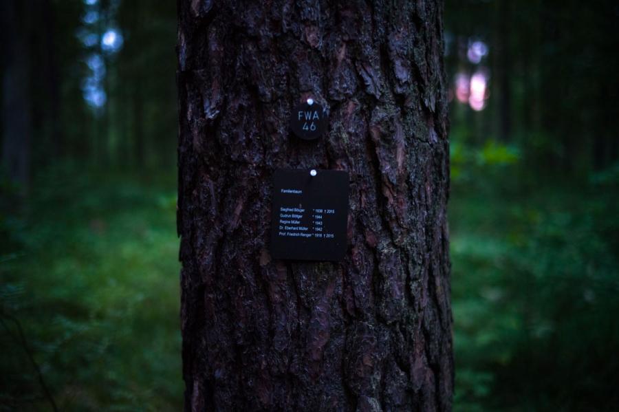 Tree FWA 46 in the FriedWald Furstenwalde burial forest is a “family tree.” In this cemetery an hour east of Berlin, clients buy a burial spot at the base of a tree. Upon death, the person’s cremated remains are buried in a biodegradable urn at the foot o