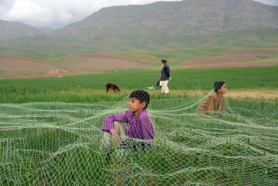 Afghan villagers sit under a net in a field on the outskirts of Mazar-i-Sharif as they try to catch quail for fighting purposes in April 2014. Quail fighting, a centuries-old tradition, was banned under the rule of the Taliban at the end of of the last de