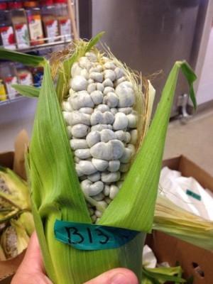 Corn smut cultivars