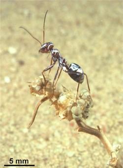 Saharan silver ant