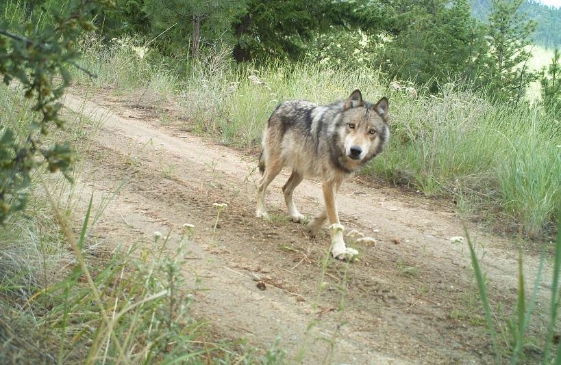 Wolves were eradicated from Washington state in the early 20th century, but they've begun repopulating the state over the last decade. This photo was shot by the state's wildlife department in 2014.