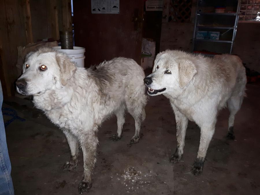 Maremma sheepdogs Sophie (right) and Tad save the day.