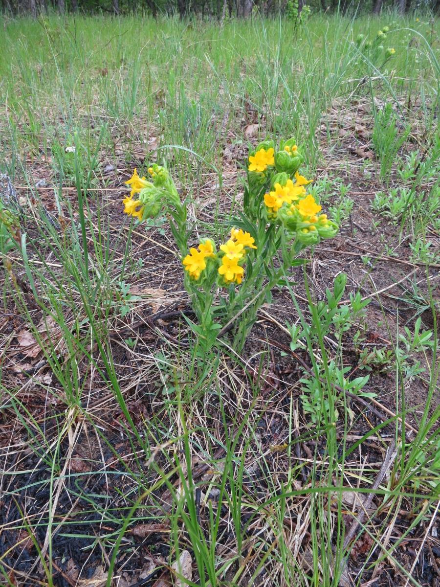 The hoary puccoon is one of the spring wildflowers that University of Minnesota grad student Elaine Evans checks for wild bees. Bees and flowering plants, including many food crops, depend on each other for their survival, but habitat for wild bees has be