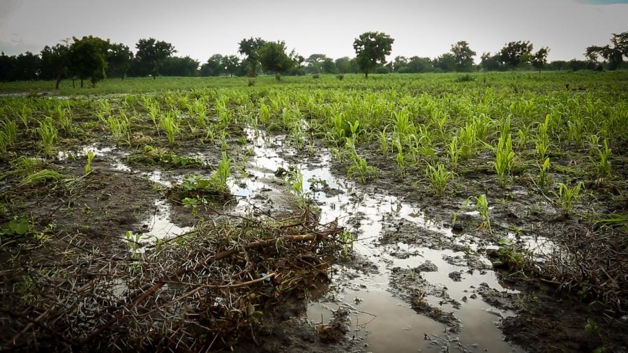 Corn withers in a flooded field in the the flood zone in southern Malawi. Widespread destruction of crops is raising concern that a famine will follow the flooding disaster.