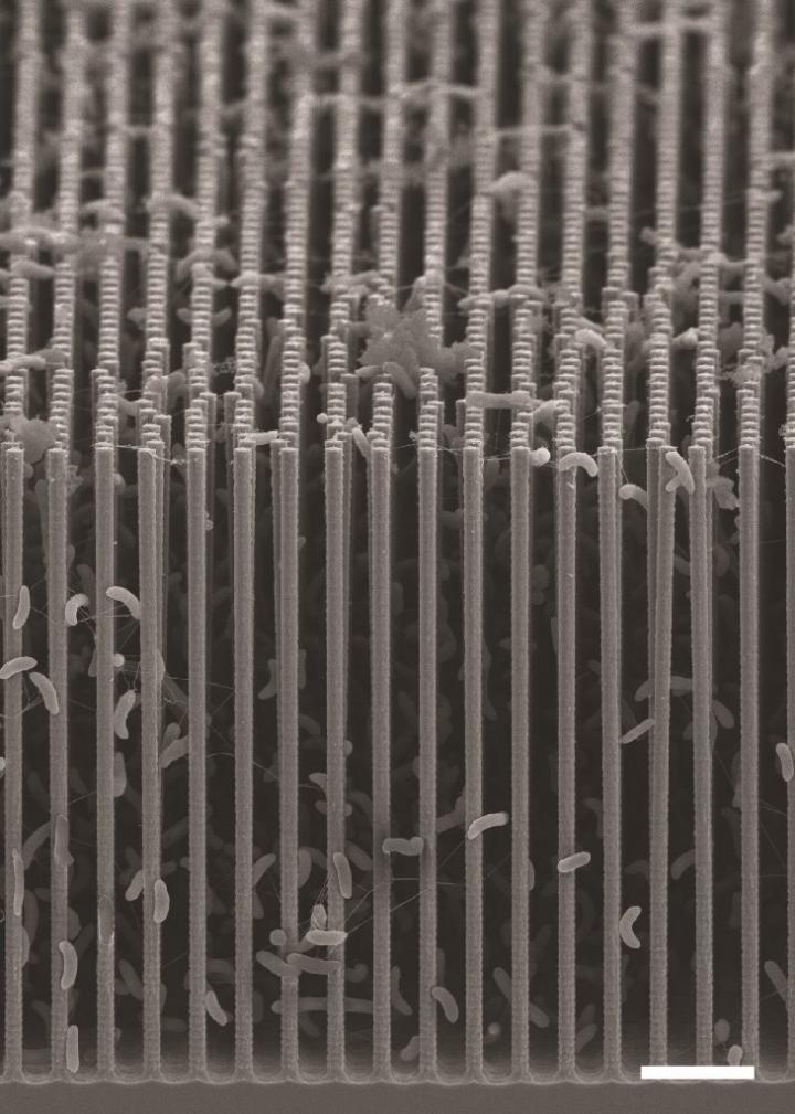 Bacteria cling to the nanowires in this scanning electron microscope image of the artificial photosynthesis system created by Chris Chang and his colleagues at UC Berkeley. Each of the wires is orders of magnitude thinner than a human hair.