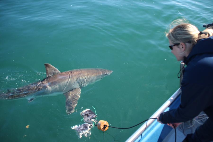 Alison Kock with a great white shark off the coast of South Africa. 