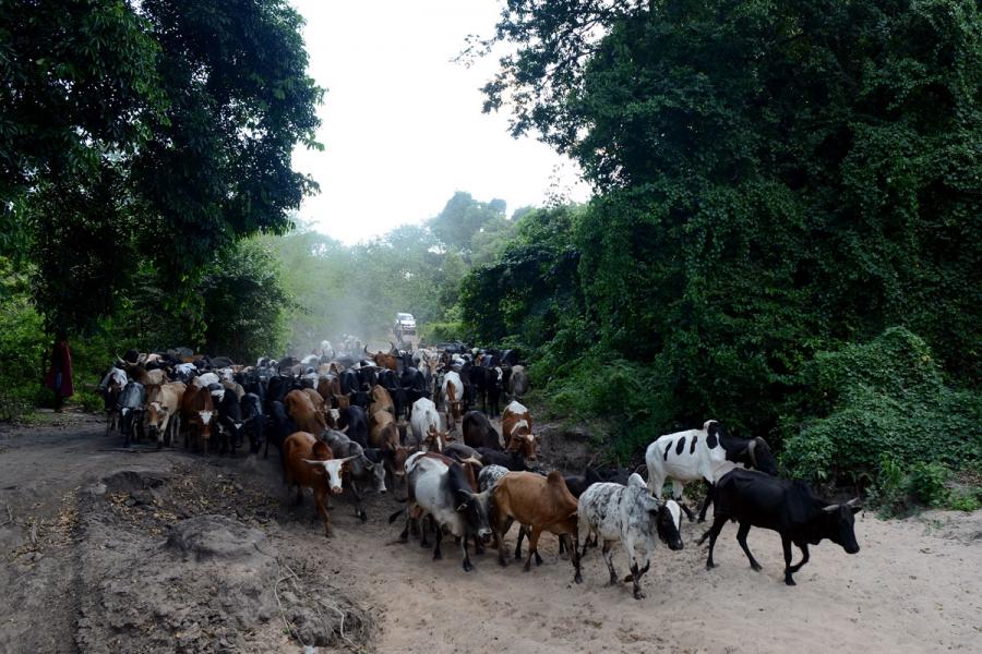 Cattle being herded from Nambogo market by Barabaig herders.