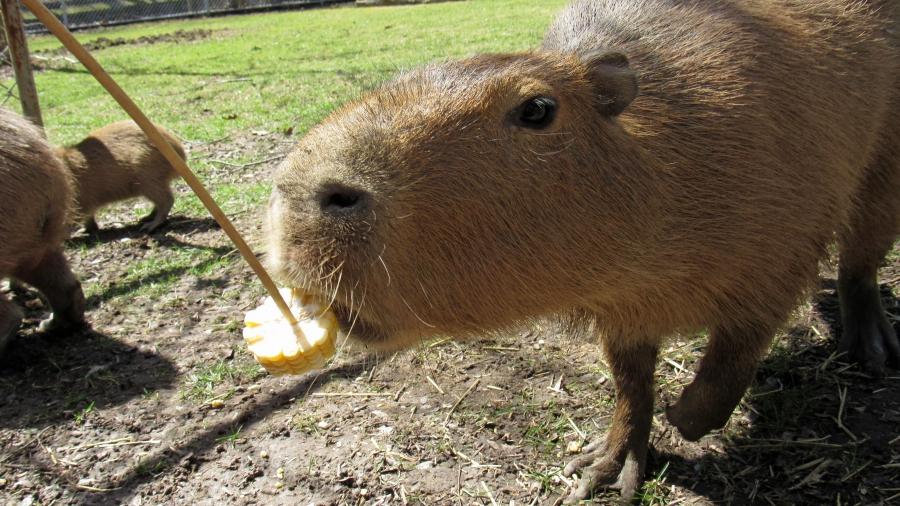 Capybaras love to munch on raw corn on the cob.