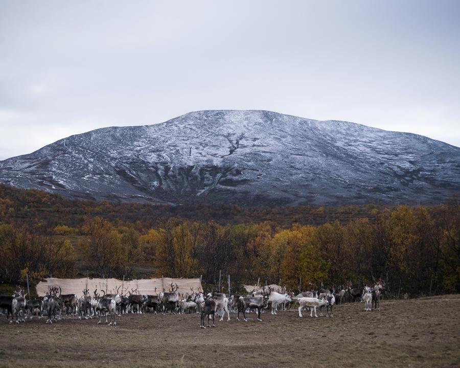 A herd of reindeers tended by the Sami takes a rest under a mountain in Finnmark, northern Norway. 