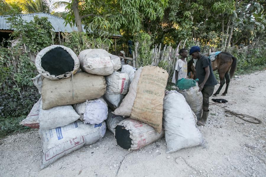 Cutting trees for charcoal production is an impoprtant livelihood in Haiti but also a major threat to its environment, including the the habitat of the Ricord's iguana.