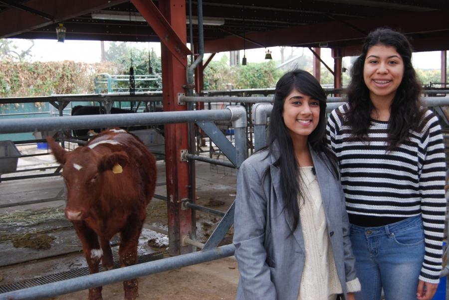 Urfia Abdul (left) and Jessica Solorzano, two of the roughly 500 students enrolled in the agriculture program at Buena Park High. 