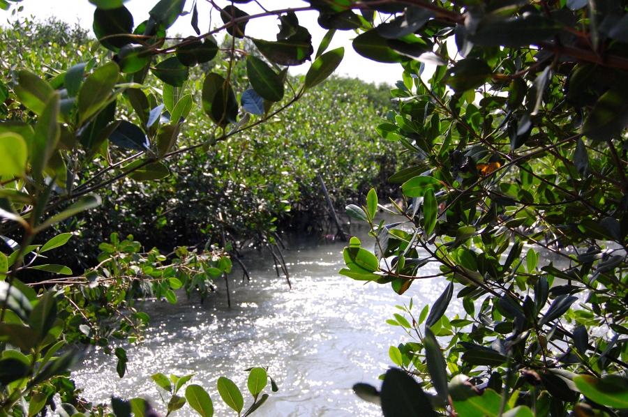 A relatively clean mangrove along the shores of Guanabara Bay