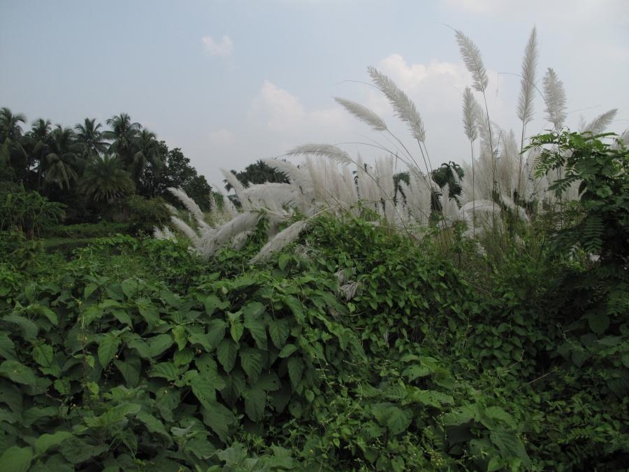 The tall white grass is called Kaash in Bengali. It starts to fill empty fields and farmland around this time of the year, a sign that Durga Puja is around the corner.
