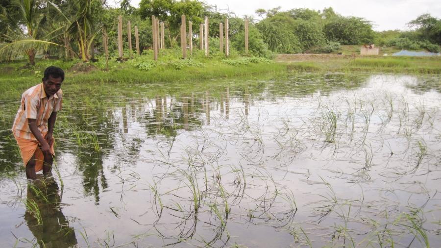 Salt-tolerant rice has helped Sundarbans farmer Bhagyadhar Pramanik maintain production after tropical storm Aila inundated his farmland with salt water.