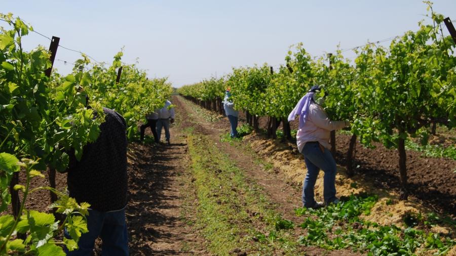 Farm workers in California's Central Valley. 