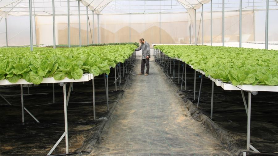 In the desert community of Bnei Netzarim near the Egyptian border, lettuce is grown hydroponically on raised platforms to adhere to the biblical mandate that land lay fallow.