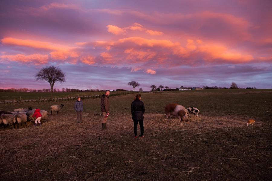 farm during sunset