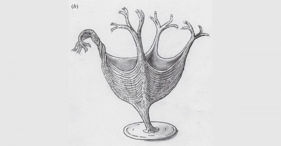An artistic rendering of Haootia Quadriformis