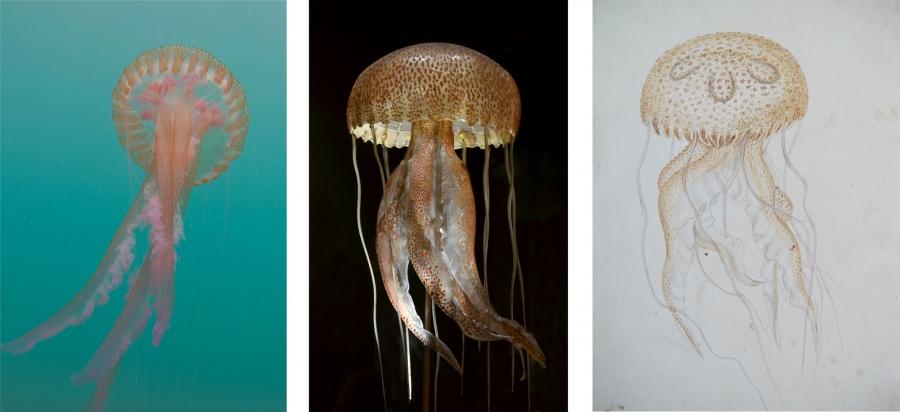 A living mauve stinger (Pelagia noctiluca), a jellyfish found in the Mediterranean; the Blaschkas’ glass model; and a Blaschka watercolor