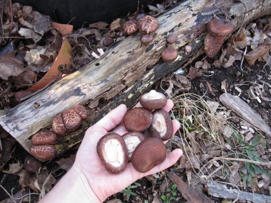 Logs and mushrooms
