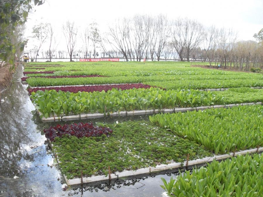 Hydroponic farm in China's Yunnan province