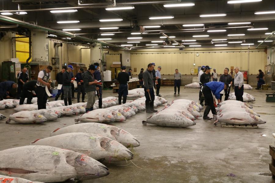 Tsukiji fishsellers inspect giant tuna before the dawn auction. 