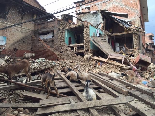 Goats hunt for food in the wreckage of Khokana's pati, a traditional open-air meeting place.