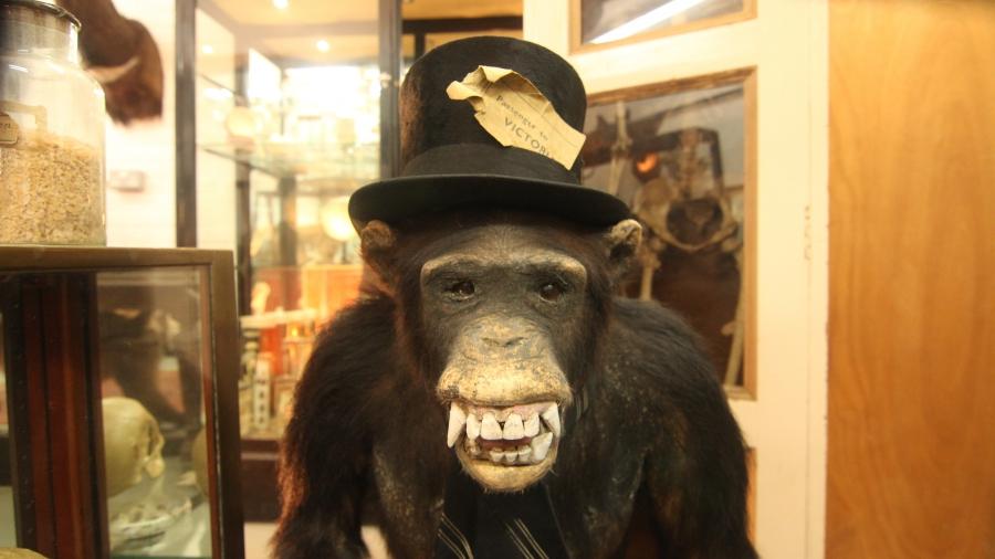 One of the items stolen was a hundred year old stuffed chimp (and his top-hat)