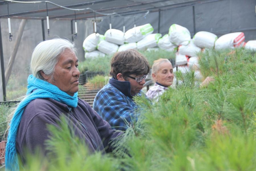 Women in the Laguna de Sánchez community run a nursery growing baby pine trees to be used in the Nature Conservancy’s projects. The women harvest seeds from trees in the mountains.  