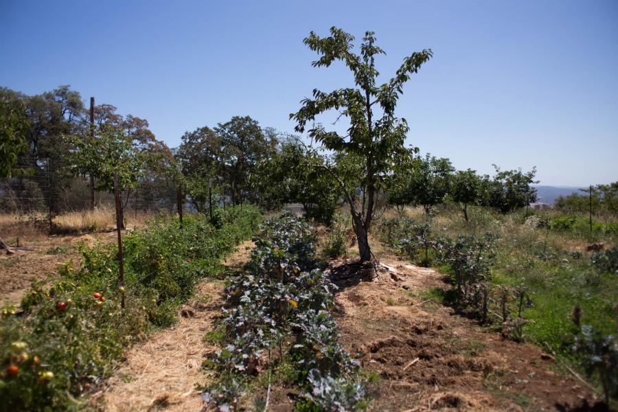 Caspi has planted several rows of vegetables between the trees in a cherry orchard to maximize his yield using the least amount of space and water. Where many California farmers use flood irrigation, Caspi uses organic material to enrich the soil and help