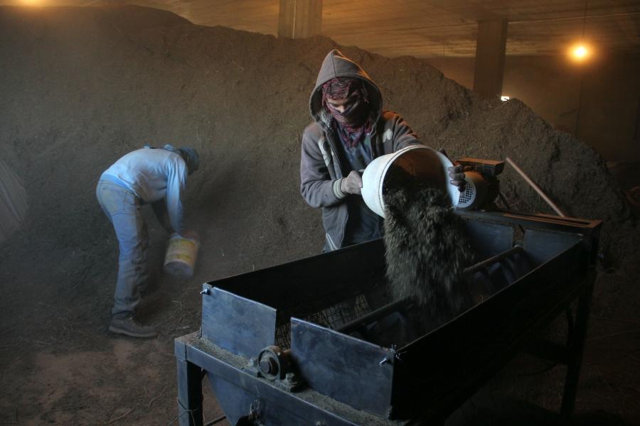 Workers in Shamas' hashish factory pour cannabis roughage in to a sifting machine.