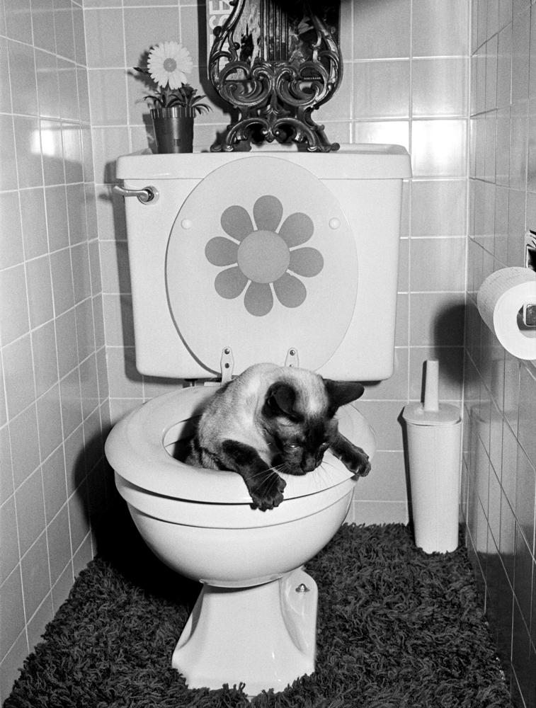 Chop Chop, the Jang family cat, using the toilet. As for shag carpet in the bathroom? Bad idea.