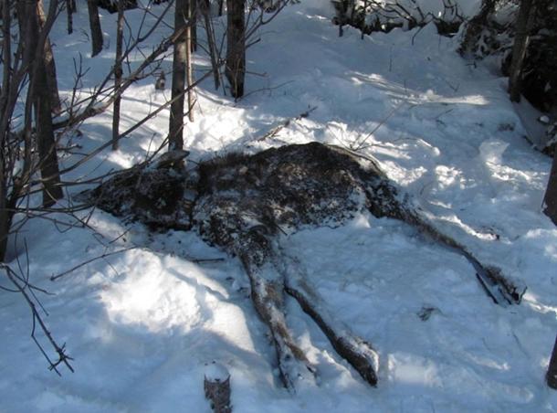 Moose dead in snow